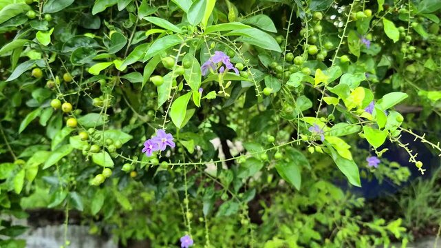Close up view of Duranta erecta of Golden Dewdrop plant.	