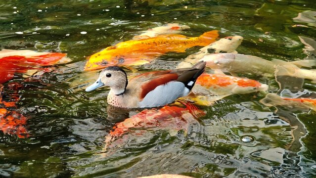 Ringed teal duck swimming among colorful koi fish in an ornamental pond with rippling water and peaceful natural surroundings.