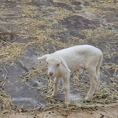 A young white lamb stands alone on a stone surface scattered with dry straw, looking slightly downward with a calm expression. © TransPicHub