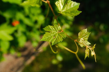 Young green grape vine shoots with delicate leaves growing outdoors in sunny vineyard © Anastasia Lapteva