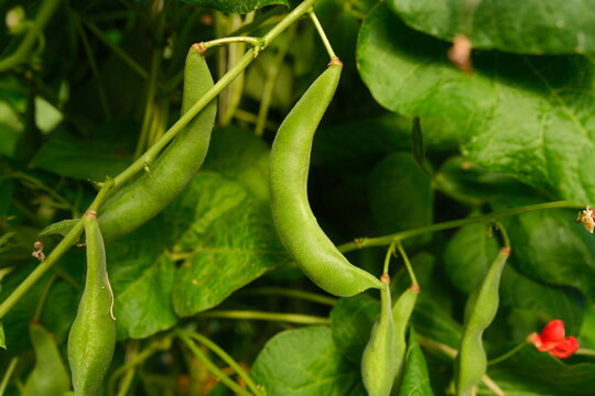 : Fresh green runner bean pods hanging on leafy climbing vine in organic vegetable garden