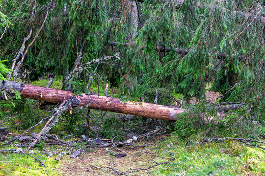Storm damaged forest with fallen trees over a forest path