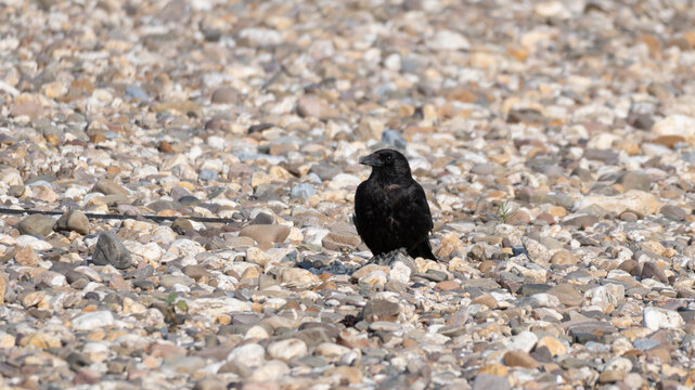 Birds of Germany - Corvus corone - Carrion Crow on Stones of the Low Rhine Riverbed