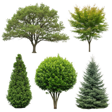 Set of five different green trees with various leaf shapes