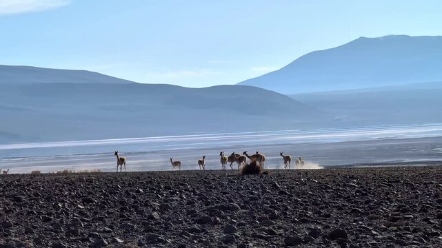 A group of wild vicunas running and chasing each other over the black soil in the Bolivian Altiplano near Laguna Colorada with volcanoes in the background.