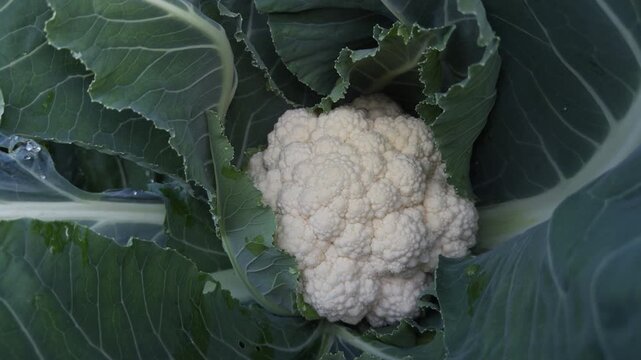 Close up of a ripe white cauliflower growing among green leaves on an agricultural farm in Lier, Norway. Concept of organic food, local farming and fresh vegetable harvest.