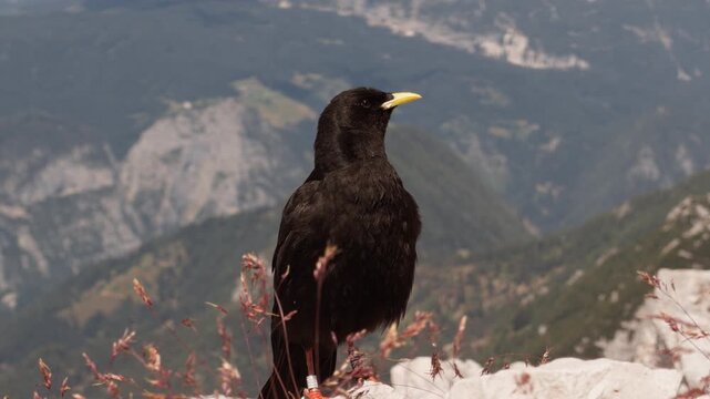 Close-up of a black Alpine chough with a yellow beak standing high in the Slovenian Alps, with rocky mountain scenery softly blurred in the background.