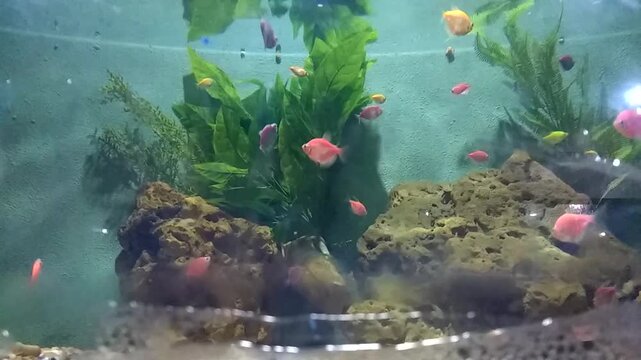 Fluorescent fish swimming among aquatic plants and natural rocks inside aquarium, creating vibrant underwater display in zoological garden, Karachi