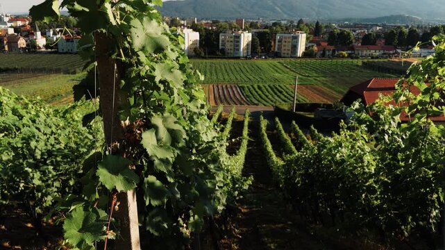 Green vineyard rows overlook Maribor with urban buildings and mountains in the distance, showing Slovenia&rsquo;s wine region and countryside beside the city.