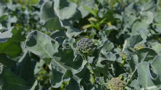 Static close-up of fresh broccolini growing in a Norwegian field, surrounded by green leaves. Healthy vegetable crop ready for harvest.