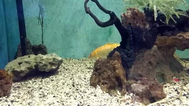 Golden aquarium fish swimming between natural rocks and gravel with aquatic plants, creating peaceful underwater scenery in zoological garden, Karachi