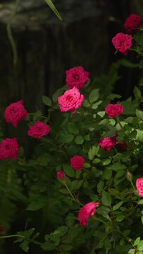 Vertical natural background of blooming red and pink roses with dark green leaves in a garden, ideal for floral, romantic, botanical and nature design.