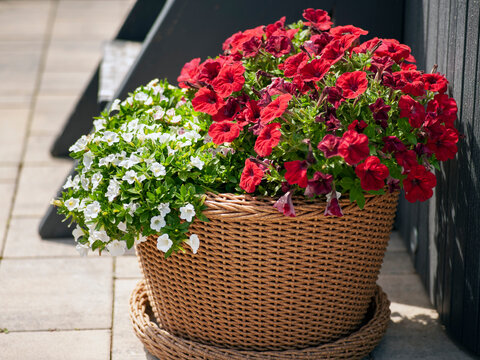 potted plants on direct sunlight