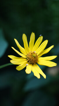 woodland sunflower, Helianthus divaricatus, sunflower, yellow flower, wildflower, bloom, blossom, botanical, flora, plant, nature, macro, close up, selective focus, bokeh, green background, dark backg