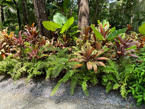 Tropical Garden Ideas : Create a low-maintenance paradise with a vibrant mix of colorful foliage. This layout features striking Ti Plant (Cordyline fruticosa), lucky Aglaonema, bold Elephant Ear (Aloc