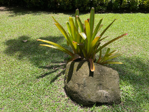 Simple Garden Ideas Using Bromeliads and Rocks