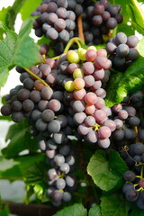Vertical view of ripe purple grapes ripening on grape vine © Anastasia