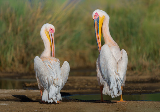 Beautiful 2 Pelicans in Nakuru lake