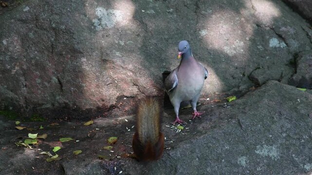 A pigeon chases a squirrel while competing for seeds on the ground. A natural wildlife scene showing interaction and feeding behavior between birds and mammals.