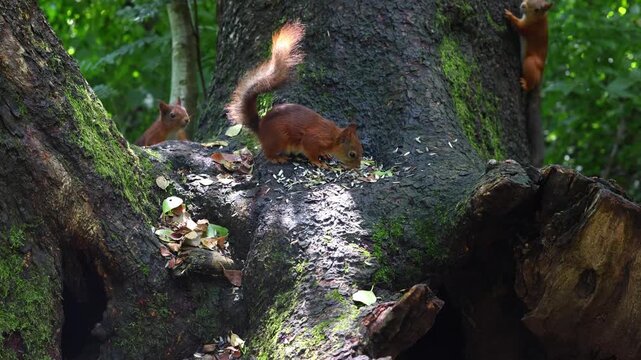 A red squirrel at the base of a large tree is eating seeds; it gathers and consumes them, deftly handling them with its paws, before shifting its posture and glancing around warily in the daylight.