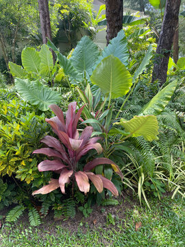 Tropical Garden Ideas : Create a low-maintenance paradise with a vibrant mix of colorful foliage. This layout features striking Ti Plant (Cordyline fruticosa), lucky Aglaonema, bold Elephant Ear (Aloc