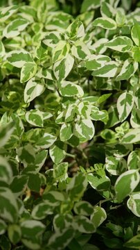 Close-up vertical natural background of variegated green and white leaves in sunlight, suitable for botanical, foliage, garden and nature texture design.
