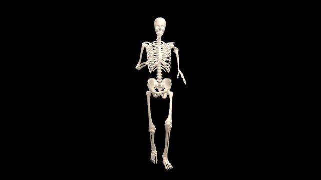 3D Female Skeletal System Slow Run Cycle Front View Alpha Channel
