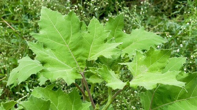 Fresh Green Leaves of Coconilla Plant Solanum Stramoniifolium Growing Wild