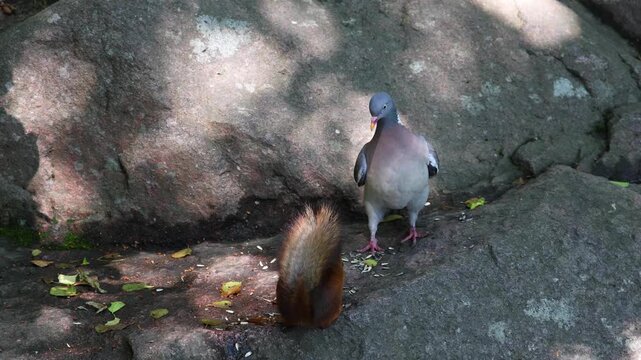 Slow-motion close-up of a pigeon trying to chase a squirrel away from sunflower seeds. A dynamic wildlife scene showing natural competition for food in a park.