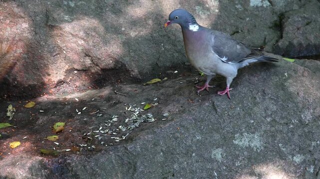 Slow-motion close-up of a pigeon trying to chase a squirrel away from sunflower seeds. A dynamic wildlife scene showing natural competition for food in a park.