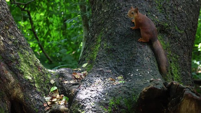 Slow-motion close-up of one squirrel chasing another while competing for sunflower seeds. A beautiful wildlife scene capturing natural behavior, speed, and interaction in a forest setting.