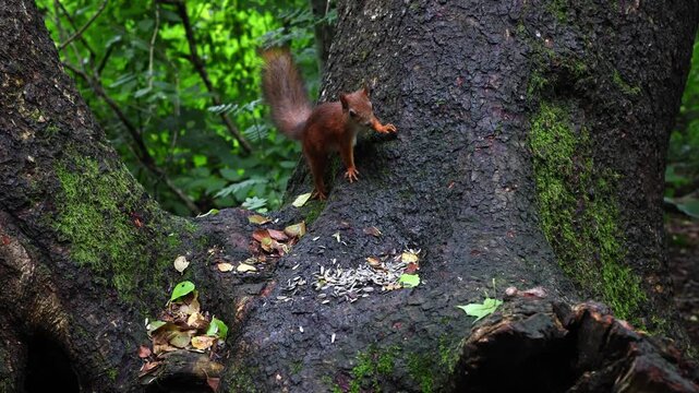 Slow-motion close-up of one squirrel chasing another while competing for sunflower seeds. A beautiful wildlife scene capturing natural behavior, speed, and interaction in a forest setting.