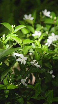 Vertical natural background of white orange jasmine flowers and glossy green leaves in sunlight, ideal for garden, botanical, fresh and peaceful nature design.