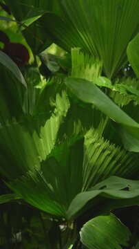Vertical tropical background of lush green fan palm leaves in soft sunlight, ideal for nature, botanical, garden, spa, wellness and eco design.