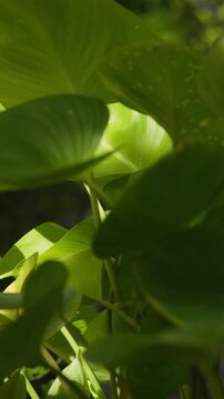 Moody vertical natural background of dark green monstera leaves with soft sunlight and shadow, suitable for tropical, botanical and nature design.