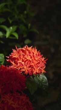 Vertical natural background of vibrant orange ixora flowers with green leaves in sunlight, ideal for botanical, garden, floral and tropical nature design.