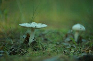Death Angel Mushroom in the Forest © Krzysztof