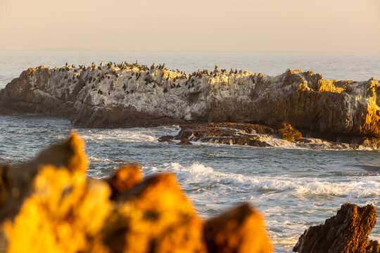 beautiful rugged rocky coastline of Kammabaai Beach, Hermanus, South Africa at sunset and dusk