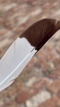 Brown and white tipped quill feather close up on blurry background
