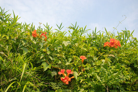 Vibrant Summer Flowers
