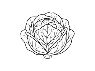 Obraz premium Fresh cabbage vegetable icon line art simple design
