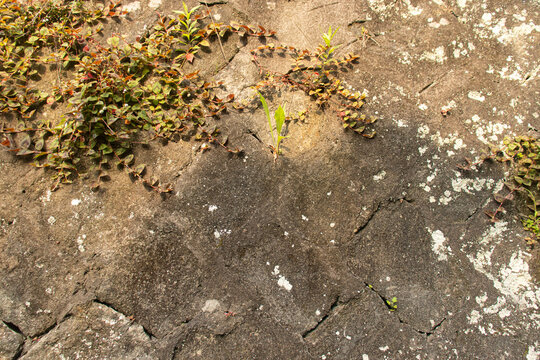 Weeds on Concrete Cracks