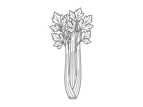 Fresh celery stalk with green leaves illustration icon vector