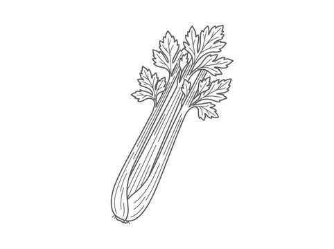 Fresh celery stalk with green leaves isolated on white background hand drawn sketch