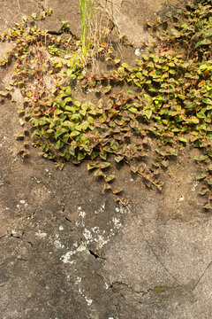 Weeds on Concrete Cracks