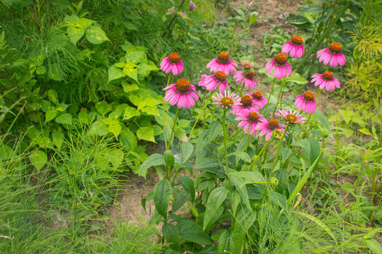 Vibrant Summer Flowers