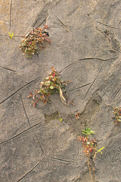 Weeds on Concrete Cracks