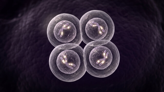 3D medical illustration of four haploid daughter cells formed at the end of meiosis II