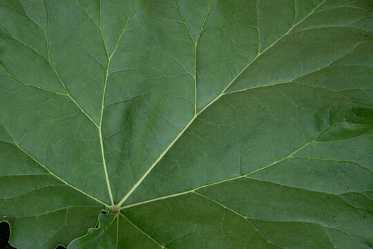 Feuille de rhubarbe
