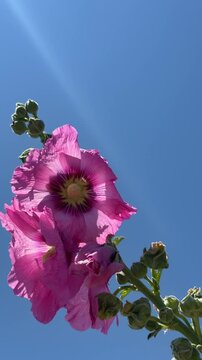 Beautiful Pink Hollyhock Flowers Blooming Against Clear Blue Sky - 4K Stock Footage. Vibrant pink hollyhock flowers (Alcea rosea) blooming against a clear blue sky in a beautiful summer garden. Cinema